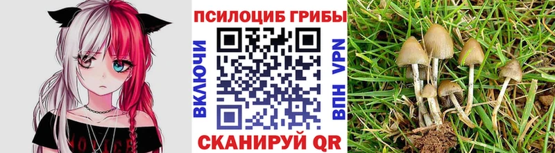 Купить где  Петровск  Галлюциногенные грибы Psilocybine cubensis 